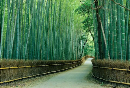 Foret de Bambou, au Japon