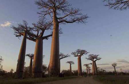 L’arbre de Baobab