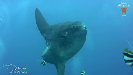 plongée sous marine bali rencontre les mola molas