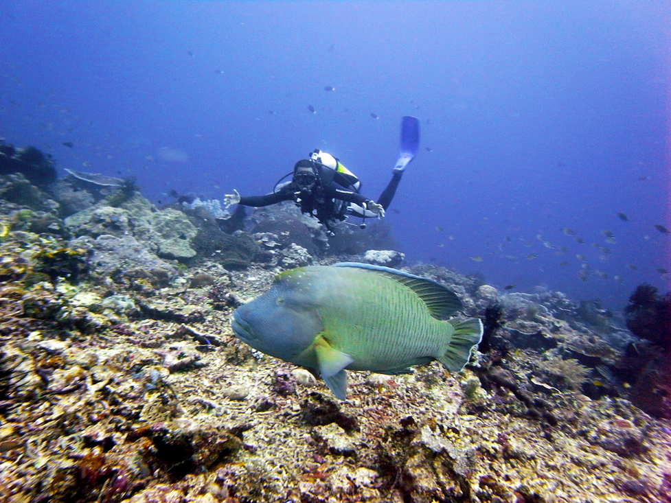 En savoir plus sur une Bali Plongée Sous Marine