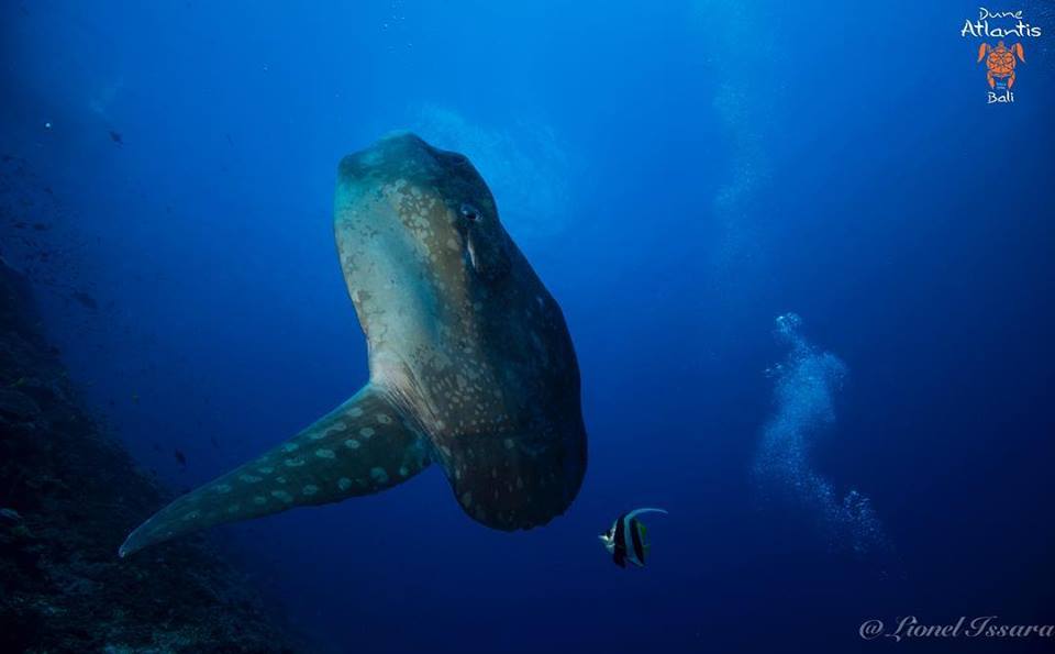 Vivez des moments intenses avec les Mola Mola Bali