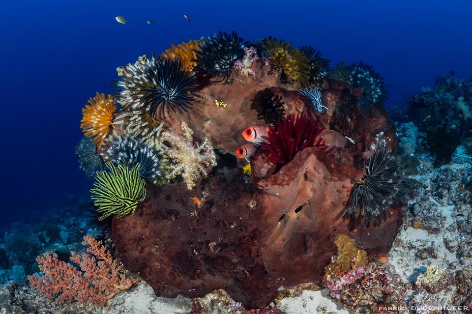 La Plongée Tulamben pour découvrir les merveilles sous-marines d’Indonésie