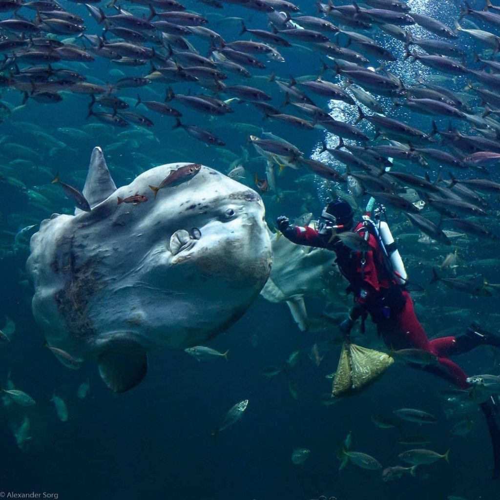 Mieux connaître la vie de Mola Mola Bali