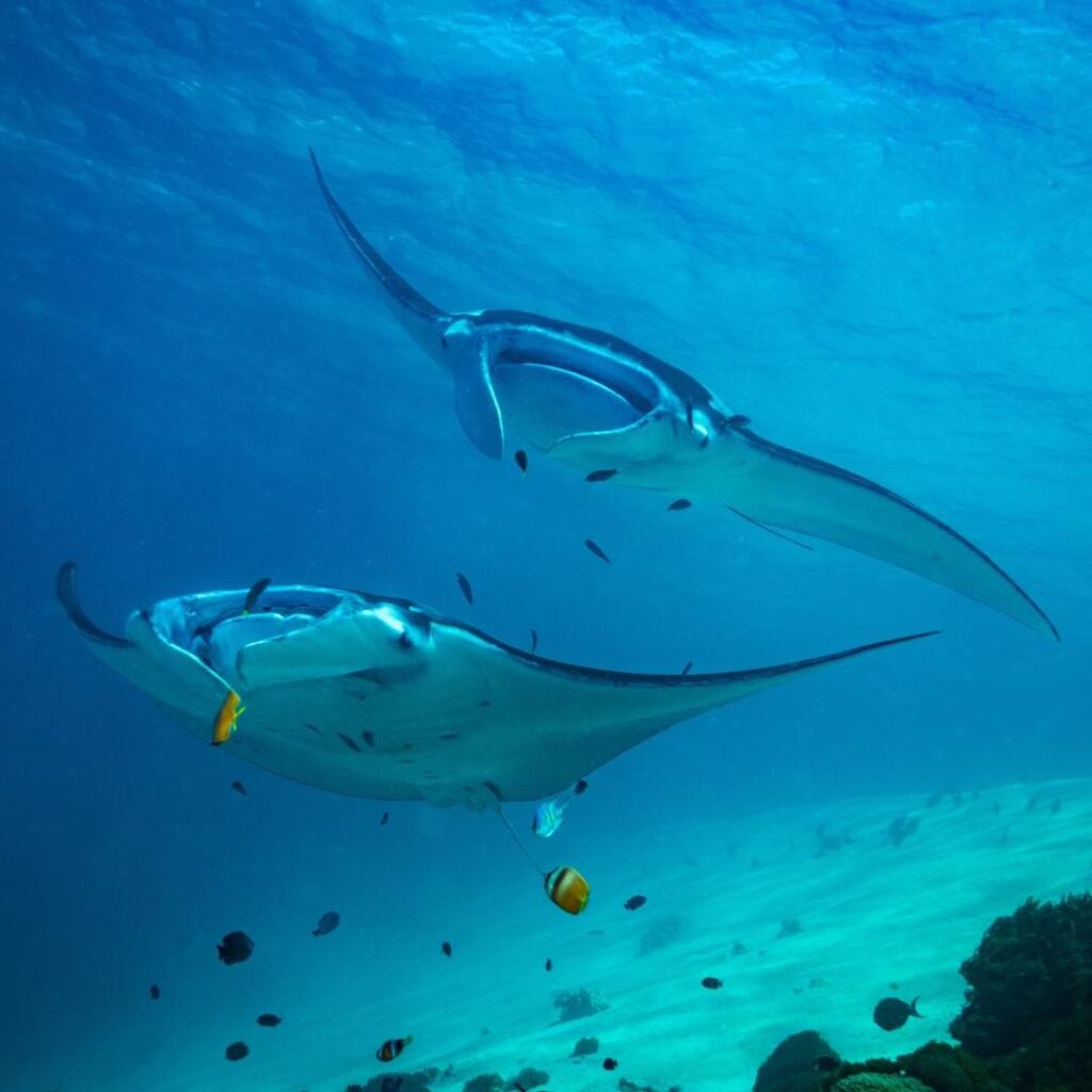 Meet manta rays at your Coral Reef Exploration on Komodo Trip