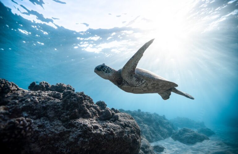 Beste Reisezeit zum Tauchen in Lembeh