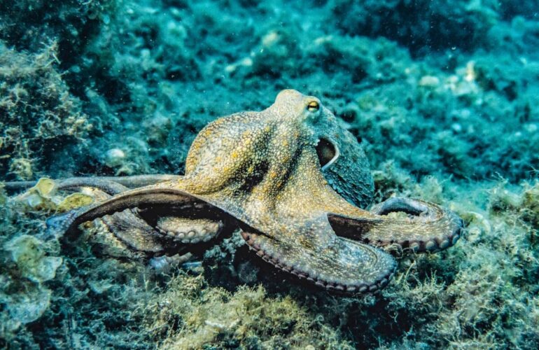 Planen Sie Ihren Tauchurlaub in Lembeh