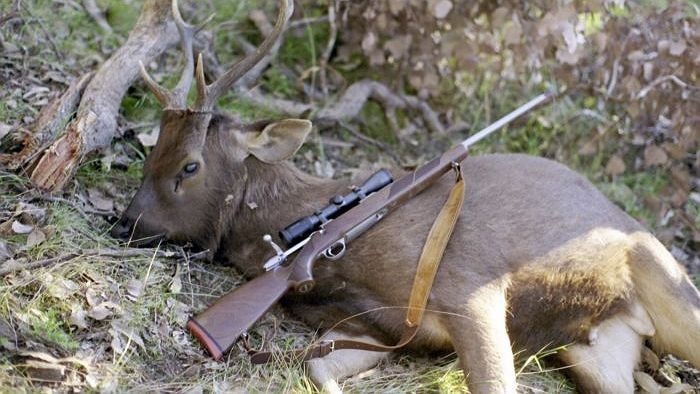 Deer illegal hunting