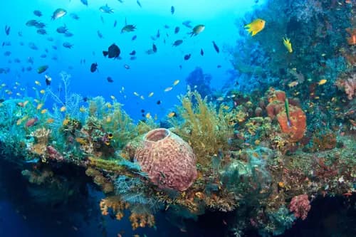 Découvrez la croisière plongée Raja Ampat avec conseils saison, zones de plongée, biodiversité marine et itinéraires liveaboard.